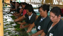 Banana_sorting
